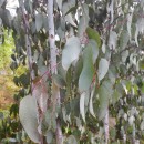 Eucalyptus delegatensis R. T. BakerEucalyptus delegatensis R. T. Baker