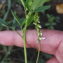 Melilotus albus Medik.Melilotus albus Medik.