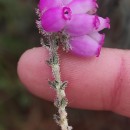 Erica tetralix L.Erica tetralix L.
