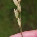Danthonia decumbens (L.) DC.Danthonia decumbens (L.) DC.