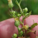 Erigeron sumatrensis Retz.Erigeron sumatrensis Retz.