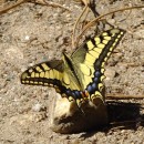 Papilio machaon (Linnaeus, 1758)Papilio machaon Linnaeus, 1758