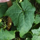 Bryonia dioica Jacq.Bryonia dioica Jacq.