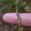 Molinia caerulea (L.) MoenchMolinia caerulea (L.) Moench