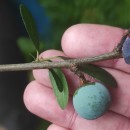 Prunus spinosa L.Prunus spinosa L.