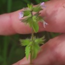 Stachys arvensis (L.) L.Stachys arvensis (L.) L.