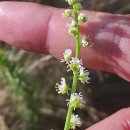 Sesamoides suffruticosa (Lange) KuntzeSesamoides suffruticosa (Lange) Kuntze