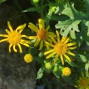 Jacobaea vulgaris Gaertn.Jacobaea vulgaris Gaertn.