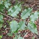 Ilex aquifolium L.Ilex aquifolium L.