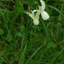Narcissus triandrus L. subsp. triandrusNarcissus triandrus L. subsp. triandrus