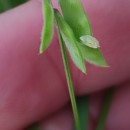 Vicia hirsuta (L.) GrayVicia hirsuta (L.) Gray