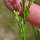 Juncus tenuis Willd.Juncus tenuis Willd.