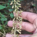 Umbilicus rupestris (Salisb.) DandyUmbilicus rupestris (Salisb.) Dandy