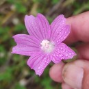 Malva tournefortiana L.Malva tournefortiana L.