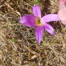 Colchicum montanum L.Colchicum montanum L.