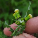 Senecio vulgaris L.Senecio vulgaris L.