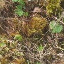 Ranunculus nigrescens FreynRanunculus nigrescens Freyn