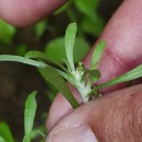 Gnaphalium uliginosum L.Gnaphalium uliginosum L.