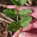 Erodium moschatum (L.) L’Her.Erodium moschatum (L.) L’Her.