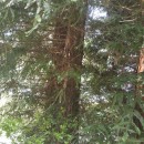 Sequoia sempervirens Endl.Sequoia sempervirens Endl.
