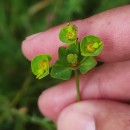 Euphorbia uliginosa Welw. ex Boiss.Euphorbia uliginosa Welw. ex Boiss.
