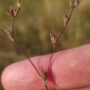 Juncus bufonius L.Juncus bufonius L.