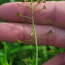 Capsella bursa-pastoris (L.) Medik.Capsella bursa-pastoris (L.) Medik.