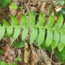 Polypodium interjectum ShivasPolypodium interjectum Shivas