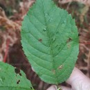 Prunus avium L.Prunus avium L.