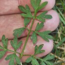 Silphiodaucus prutenicus (L.) Spalik, Wojew., Banasiak, Piwczyñski & Reduron subsp. dufourianus (Rouy & E.G.Camus) ReduronSilphiodaucus prutenicus (L.) Spalik, Wojew., Banasiak, Piwczyñski & Reduron subsp. dufourianus (Rouy & E.G.Camus) Reduron
