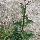 Scrophularia auriculata L.Scrophularia auriculata L.