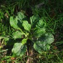 Plantago major  L.Plantago major  L.