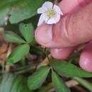 Anemone trifolia L. subsp. albida (Mariz) Ulbr.Anemone trifolia L. subsp. albida (Mariz) Ulbr.