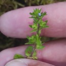 Veronica arvensis L.Veronica arvensis L.