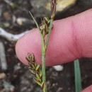 Carex panicea L.Carex panicea L.