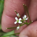 Cardamine flexuosa With.Cardamine flexuosa With.