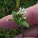 Cerastium fontanum Baumg. subsp. vulgare (Hartm.) Greuter & BurdetCerastium fontanum Baumg. subsp. vulgare (Hartm.) Greuter & Burdet