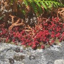 Sedum brevifolium DC.Sedum brevifolium DC.