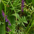 Vicia villosa Roth subsp. varia (Host) Corb.Vicia villosa Roth subsp. varia (Host) Corb.