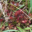 Drosera intermedia HayneDrosera intermedia Hayne