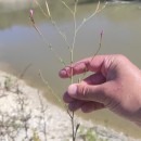 Epilobium brachycarpum C. Presl.Epilobium brachycarpum C. Presl.