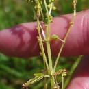 Mercurialis annua L.Mercurialis annua L.