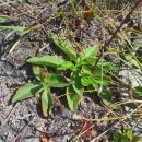 Arnica montana L. subsp. atlantica A. BolòsArnica montana L. subsp. atlantica A. Bolòs
