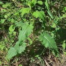 Scrophularia scorodonia L.Scrophularia scorodonia L.