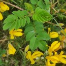 Rosa spinosissima L.Rosa spinosissima L.