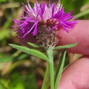 Centaurea nigra L. subsp. nigra .Centaurea nigra L. subsp. nigra .