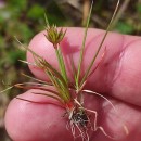 Juncus capitatus WeigelJuncus capitatus Weigel