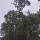 Eucalyptus globulus Labill.Eucalyptus globulus Labill.