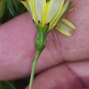 Leontodon saxatilis Lam.Leontodon saxatilis Lam.