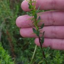 Genista berberidea LangeGenista berberidea Lange